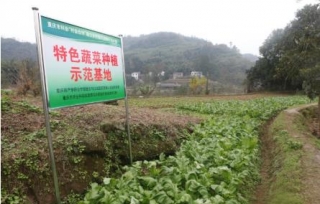 2018年，市产学研合作促进会在江北区五宝镇干坝村启动了“特色蔬菜种植示范基地”项目和“盆栽蔬菜试点农户”项目。
