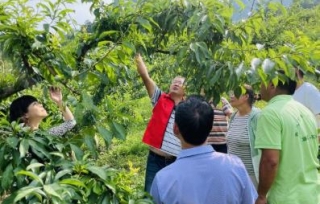 2021年6月23日，市产学研合作促进会专家走进脆红李种植的田间地头，开展脆红李种植技术服务。