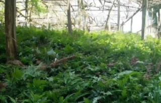 由市产学研促进会与石柱县科协，共同向重庆市科技局推荐的青年科技工作者—西南大学植物保护学院钱坤教授，成功入选2020年重庆市国家科技部“三区”科技人才支持计划。 
