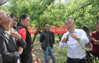 2022年5月6日，组织农技专家，走进黔江区中塘镇兴泉社区的田间地头，指导脆红李种植农户进行标准化栽培。