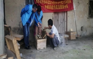 2023年6月26日，市科协科技助力万州恒合乡乡村振兴专家服务队来到枫木村开展“科普养蜂知识，助力蜂农增收”活动。