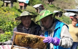 2023市科协专家服务队开展中蜂饲养技术示范与推广