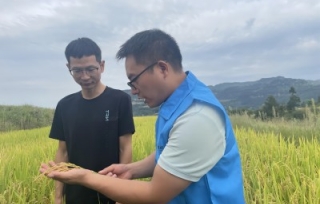 2023年8月25日，正值水稻中后期田间管理的关键阶段，市科协专家服务队到万州恒合乡开展技术服务。