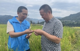 2023年9月6日，正值水稻快速生长的关键时期，市科协专家服务队在万州区恒合乡开展水稻生产现场技术培训。