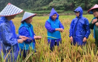 2023年9月14日， 为进一步提升水稻单产量，实现粮食绿色丰产目标，市产学研促进会组织水稻专家在万州区恒合乡开展多举措助增收技术指导。