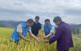 2023年8月16日，水稻正由营养生长转入生殖生长时期，市产学研促进会组织水稻专家到万州恒合乡开展水稻田间管理技术培训。